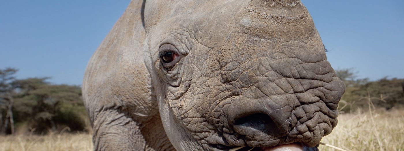 Black rhino