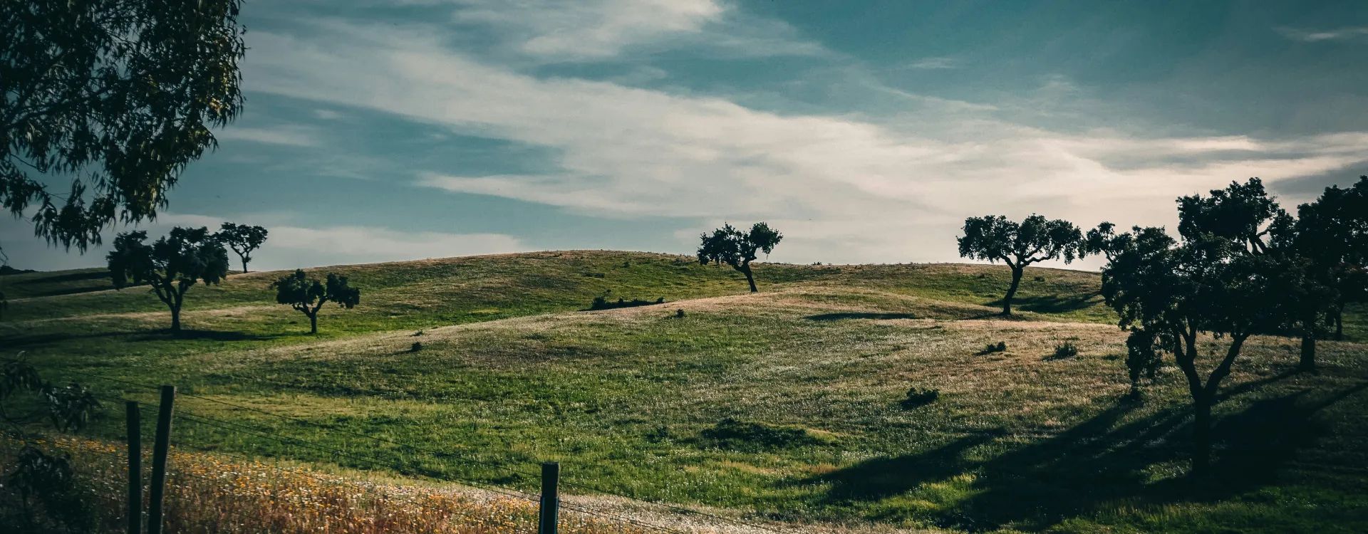 Green pastures of Alentejo Portugal
