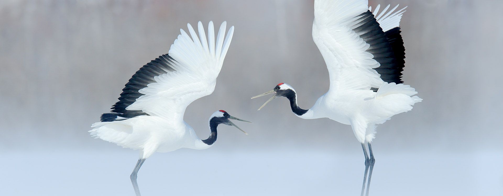 Courtship by dancing, pair of Red-crowned crane with open wings, winter Hokkaido, Japan