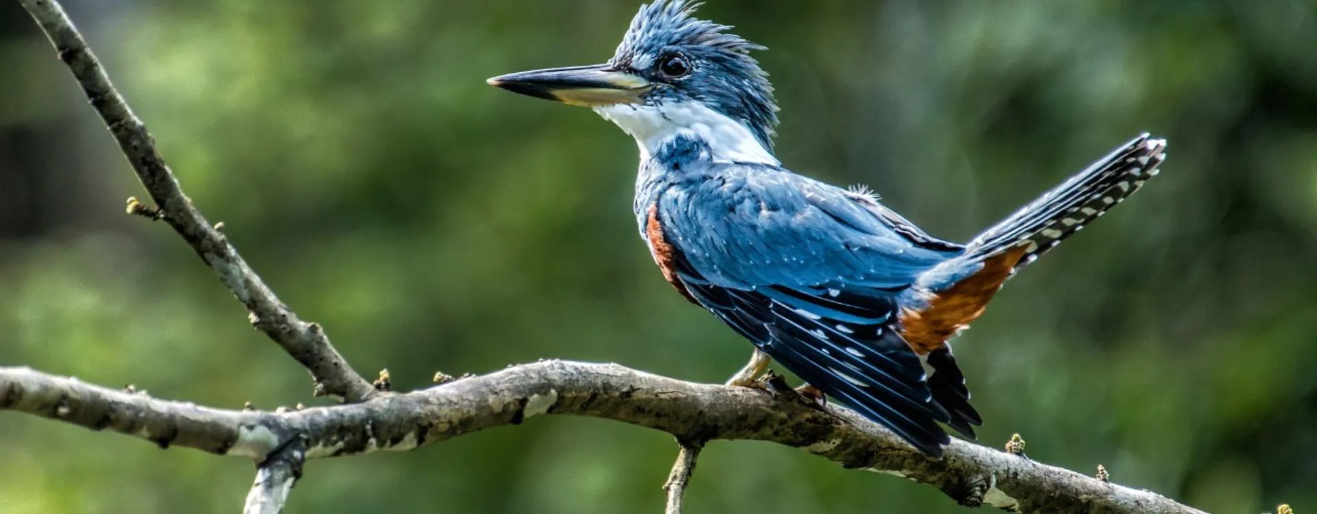 Vibrant blue bird in the Peruivan Amazon