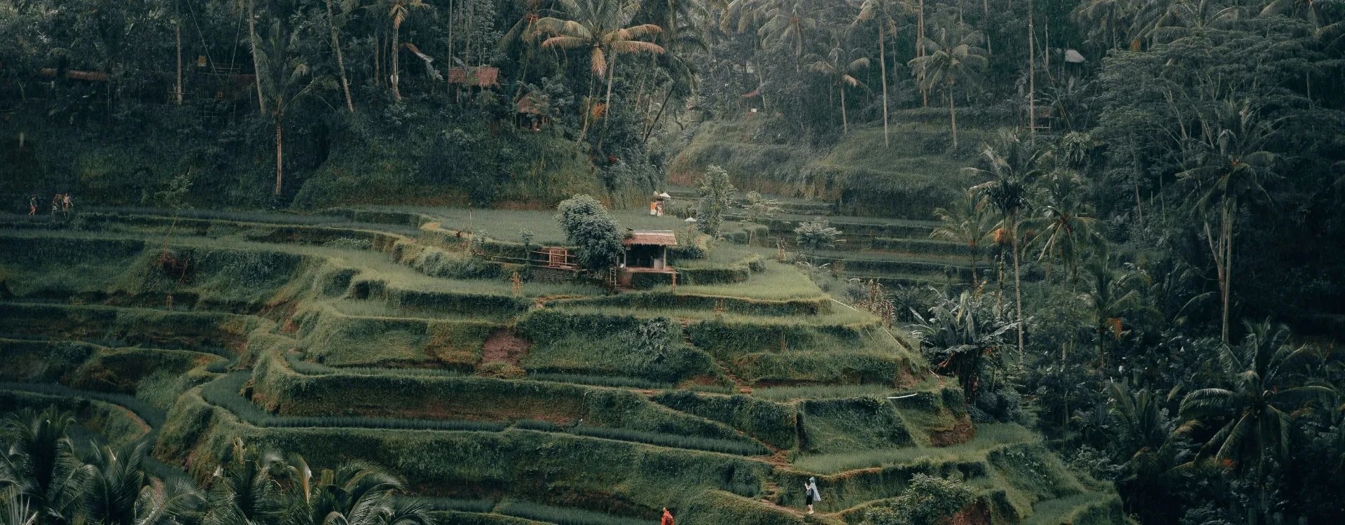 misty rice paddy terraces in bali indonesia