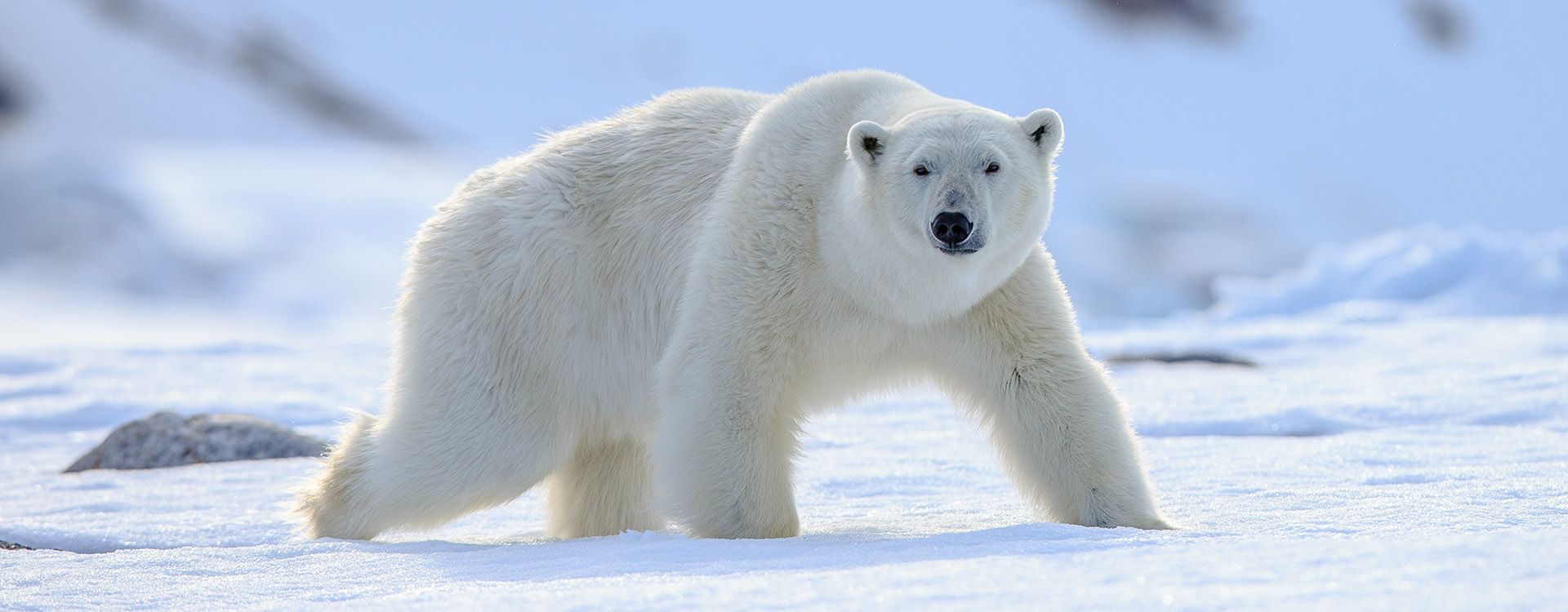 Polar Bear (Ursus maritimus)