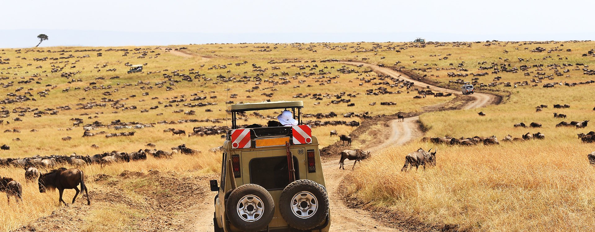 Safari Game Drive during The Great Wildebeest Migration