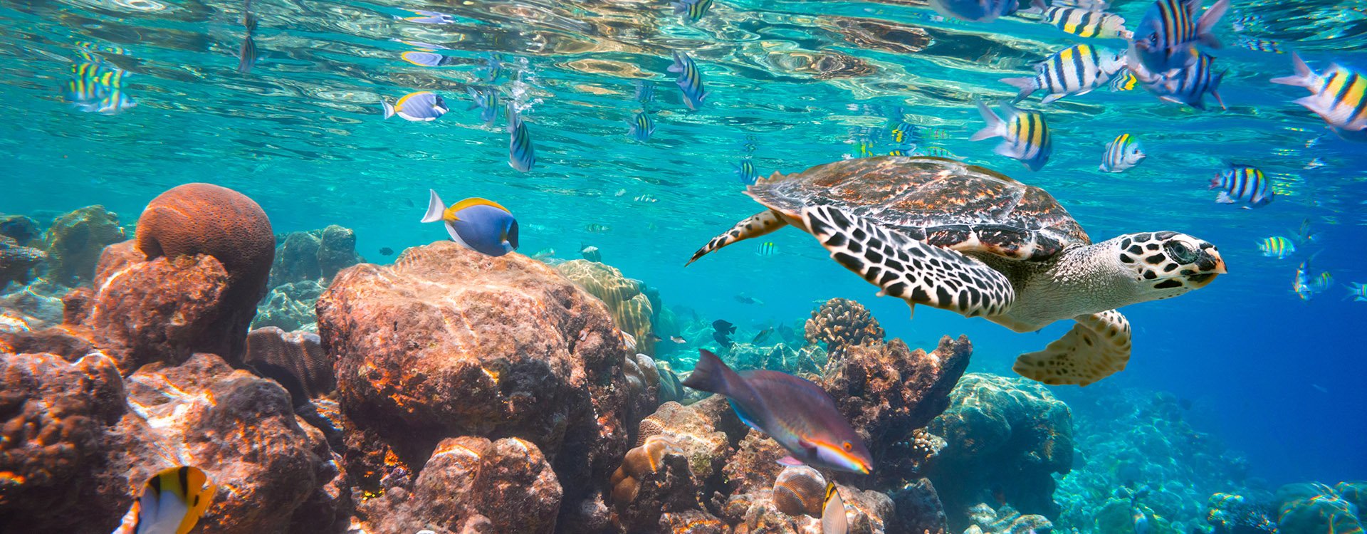 Hawksbill Turtle - Eretmochelys imbricata floats under water. Maldives Indian Ocean coral reef