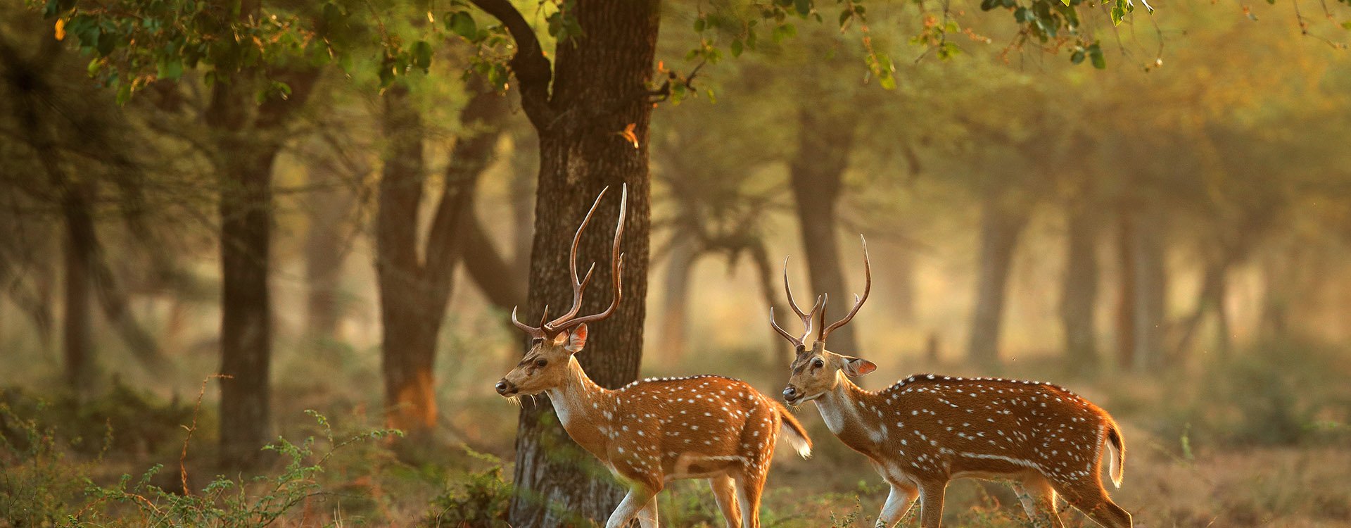 spotted deers or axis deer in nature habitat