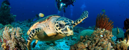Scuba diver observes ocean Turtle, coral reefs scuba diver in clear visibility waters in Raja Ampat