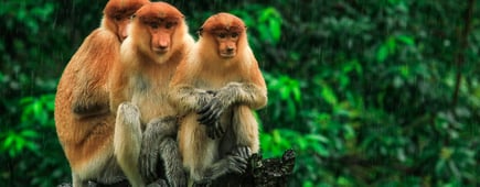 Three hiding Proboscis Monkeys looking in the trees, Borneo, Malaysia