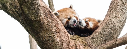cute red panda pulling the tongue out curious couple on branch