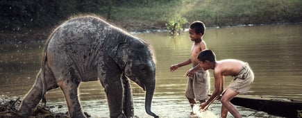 Boys are playing splashing water with baby elephant at pond