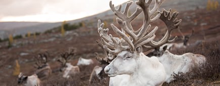 Old reindeer with magnificent antlers sleeping on an autumn morning. Khuvsgol, Mongolia