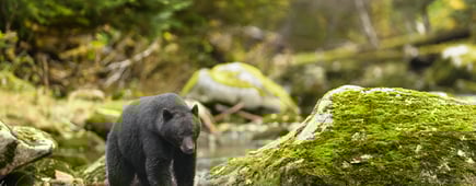 Black Bear (Ursus americans) - Under a Watchful Eye