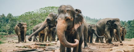 A herd of Sri Lankan Elephants near Kegalle in Central Province, Sri Lanka