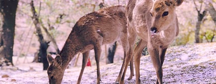 couple of deer during sakura season