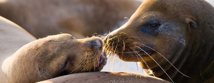 Portrait of sea lions lying on the sand in the Galapagos. Islands. An excellent illustration