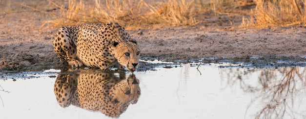 Cheetah at Kalahari. Botswana