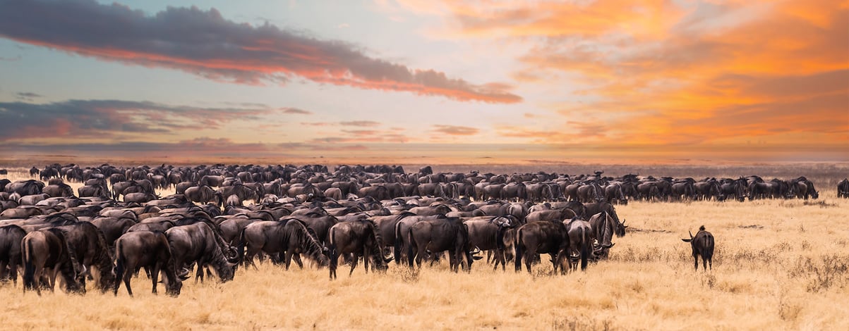 A migration of wildebeest in Serengeti national Park,Tanzania