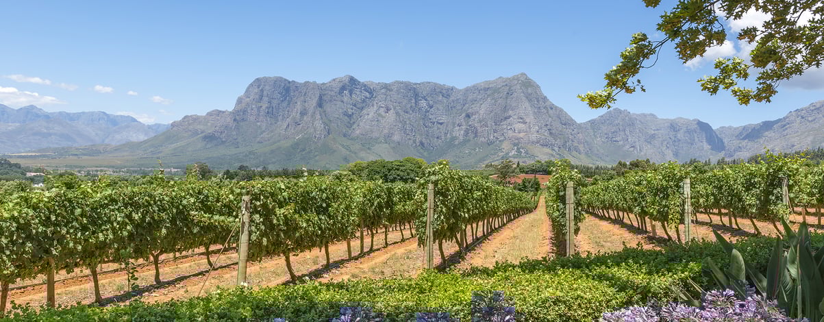Grape wineland countryside landscape background of hills with mountain backdrop in Cape Town South Africa