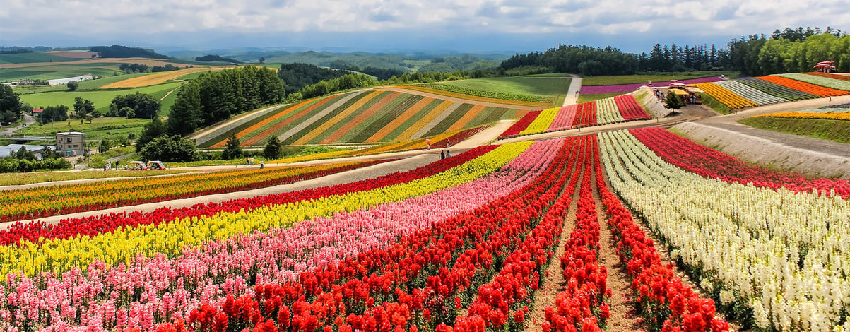 Colorful flower field in sunny day, Biei, Hokkaido
