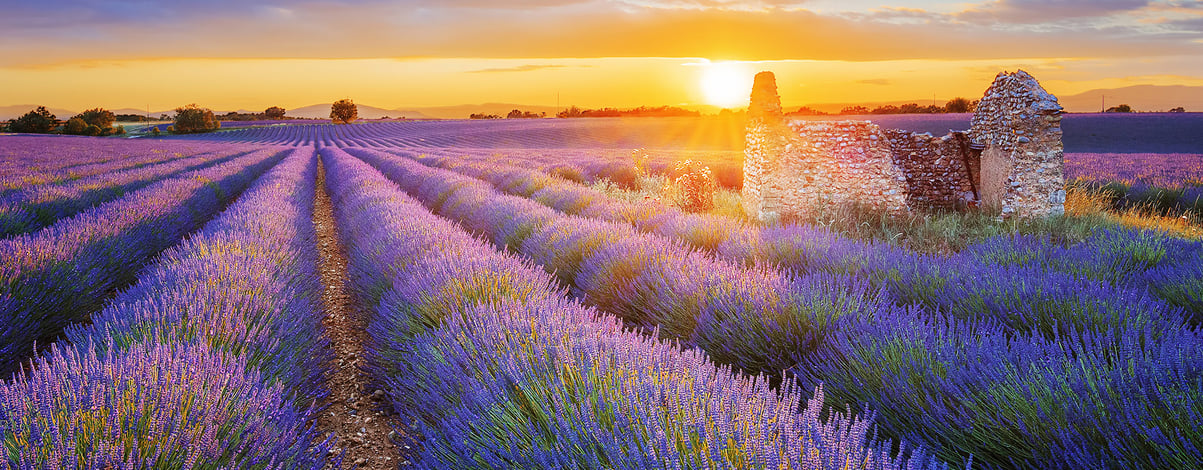 beautiful purple lavender filed in Valensole. Provence, France