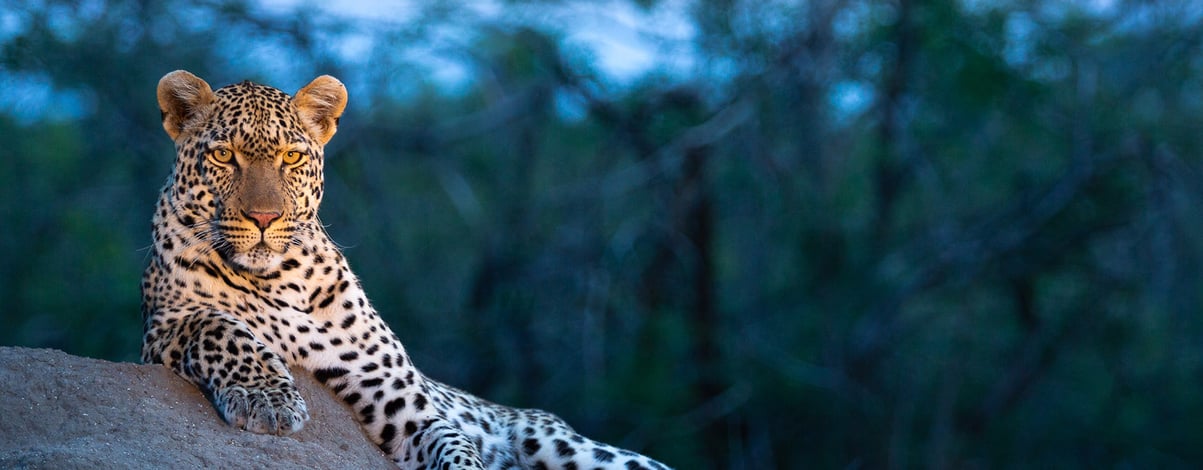 Leopard, Kruger National Park, South Africa