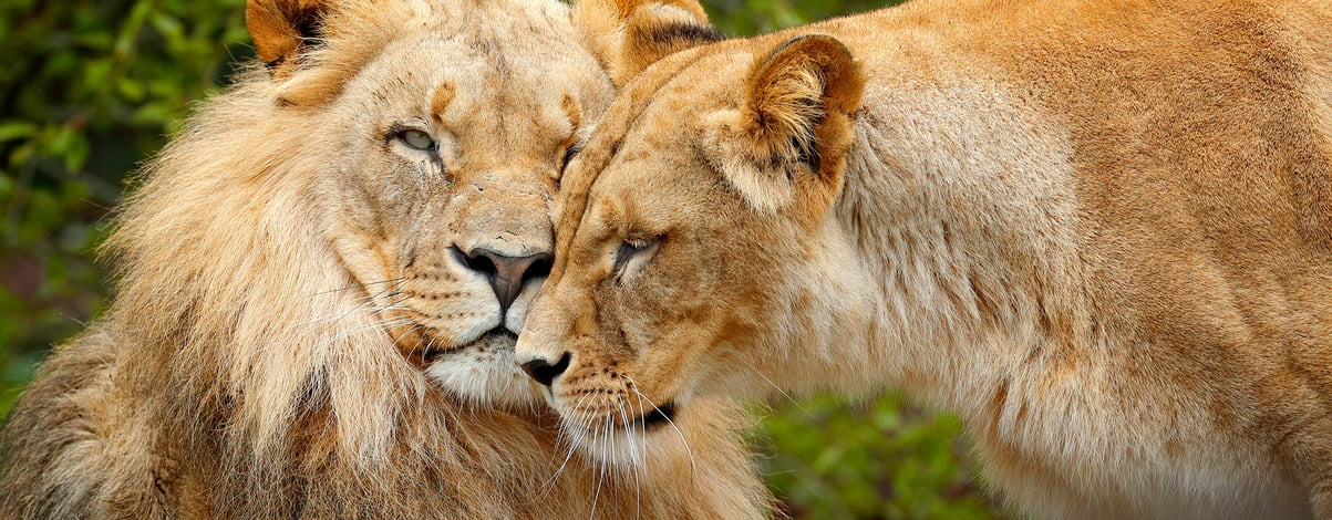Couple of Lions at Chobe National Park, Borswana