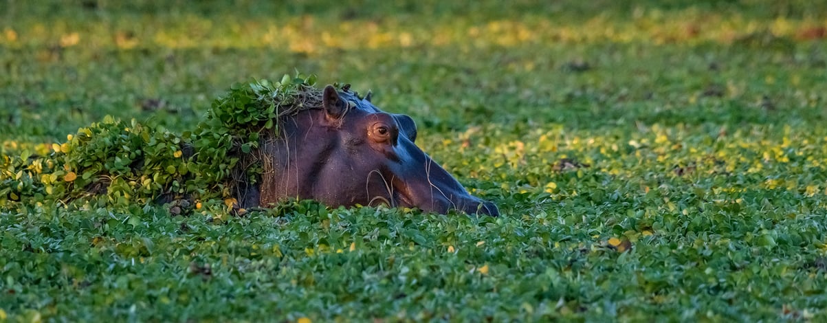 Hippopotamus grazing on water plants in lake in Mana Pools National Park, Zimbabwe