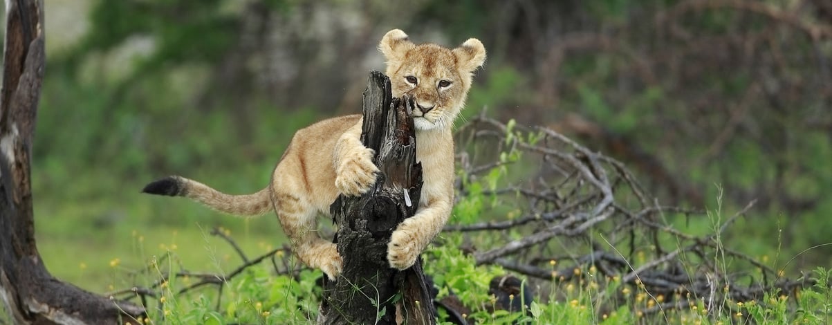 Lion cub play on little tree