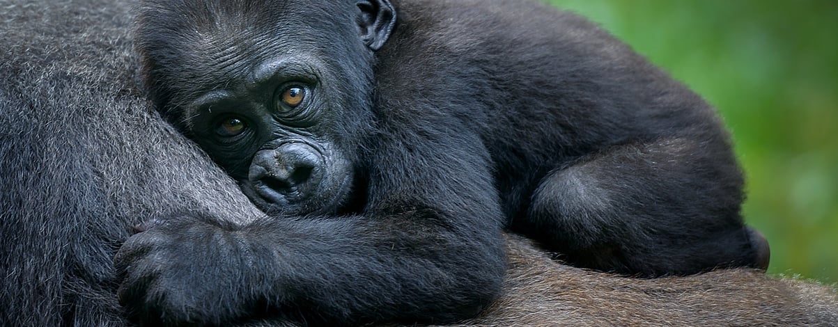 A gorilla baby, Rwanda