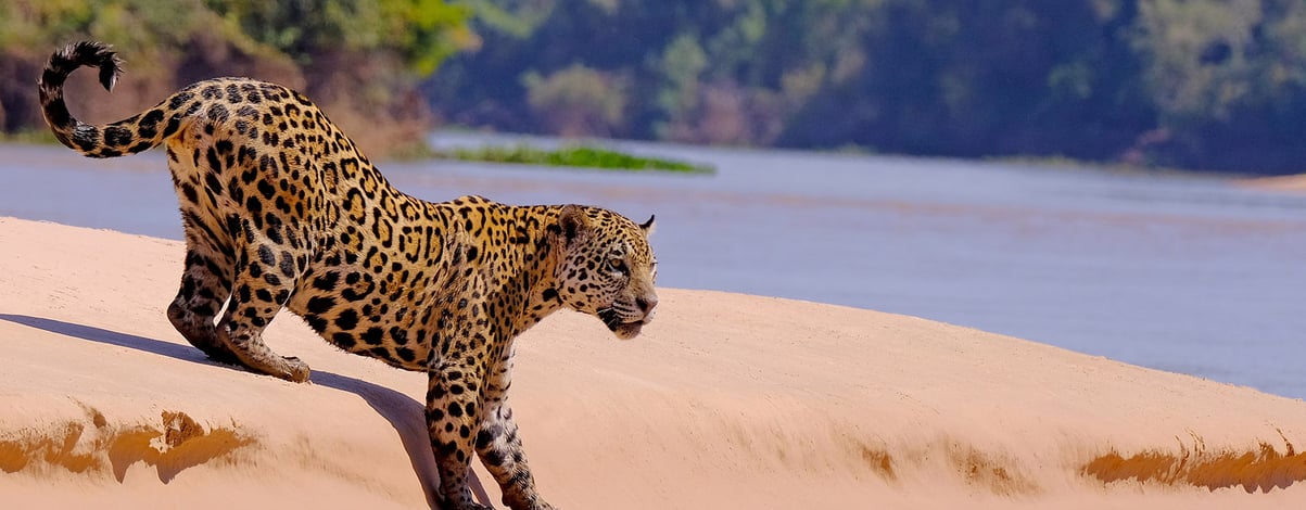 Jaguar, Panthera Onca, Cuiaba River, Porto Jofre, Pantanal Matogrossense, Mato Grosso do Sul, Brazil South America