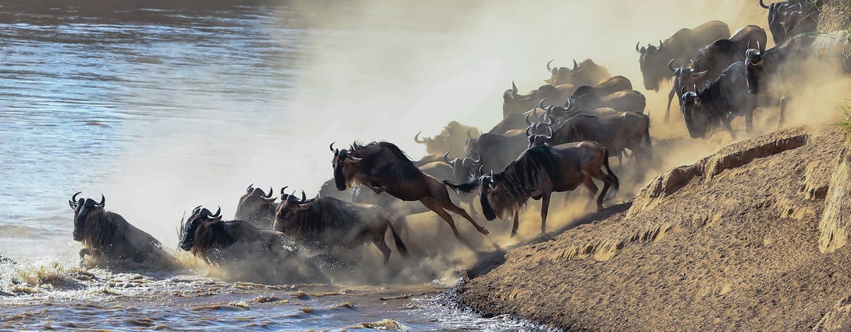 Wildebeest river crossing during the annual migration in the Masai Mara, Kenya