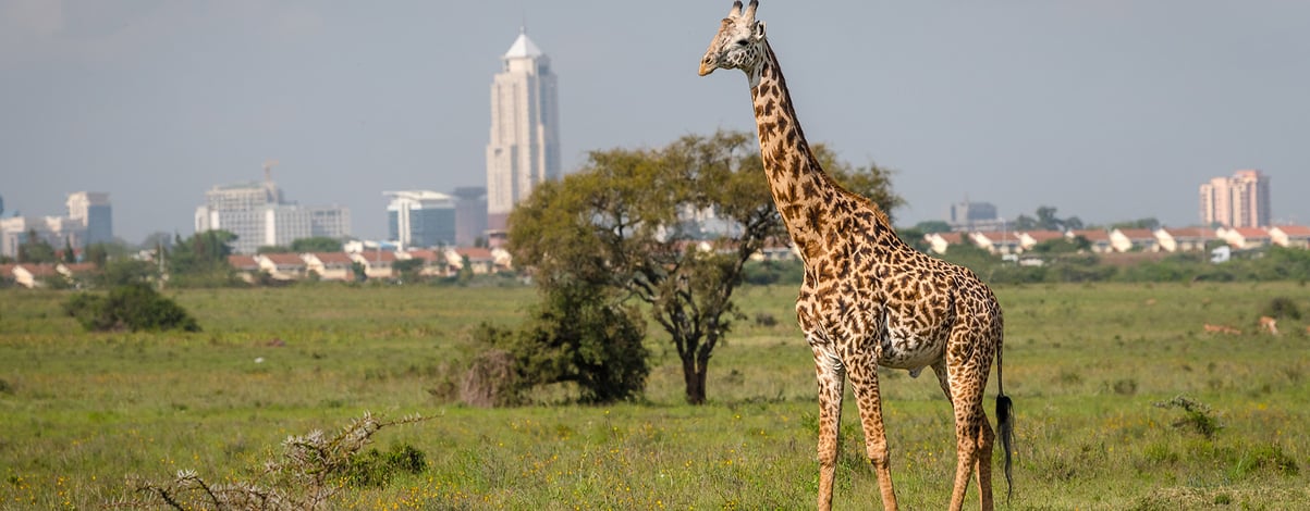 Giraffe in Nairobi city the capital of Kenya. 