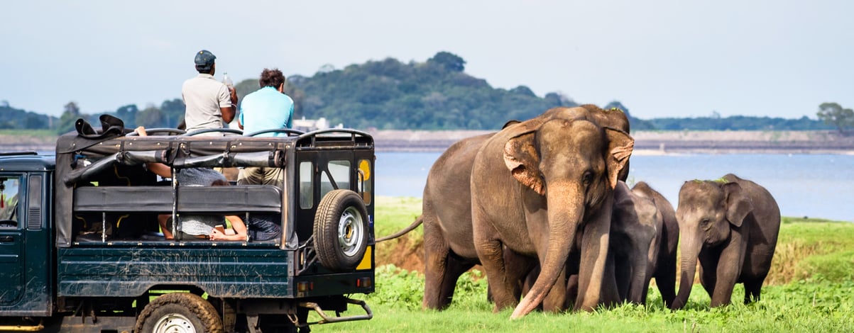 Elepahants safari in Minneriya, Sri Lanka