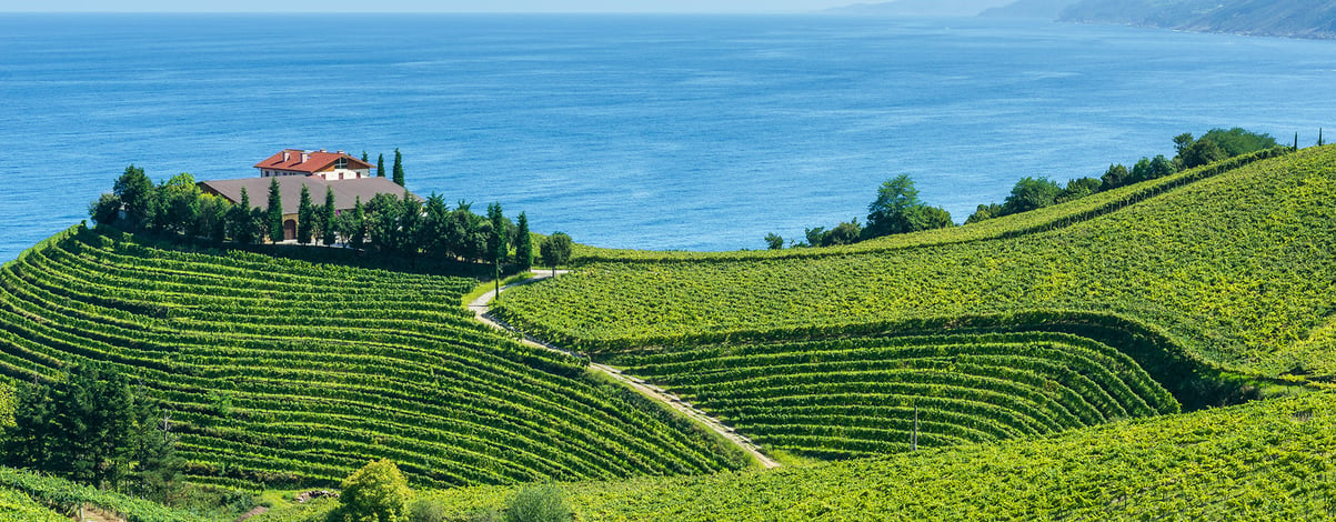 Txakoli vineyards with Cantabrian sea in the background, Getaria in Basque Country, Spain