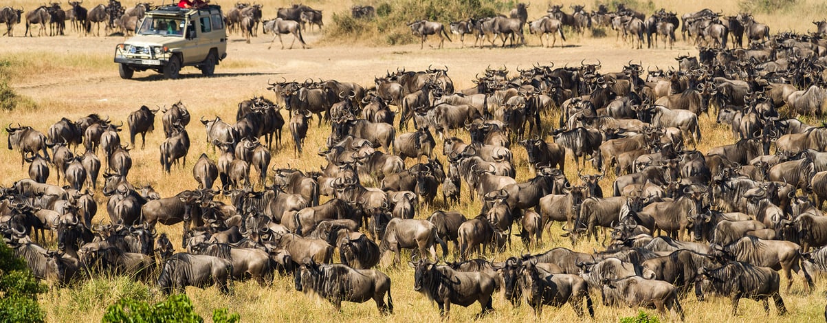 Safari vehicle watching wildebeest migration, Masai Mara