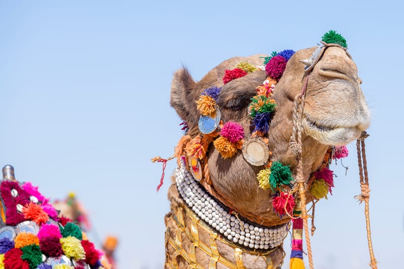 camel india