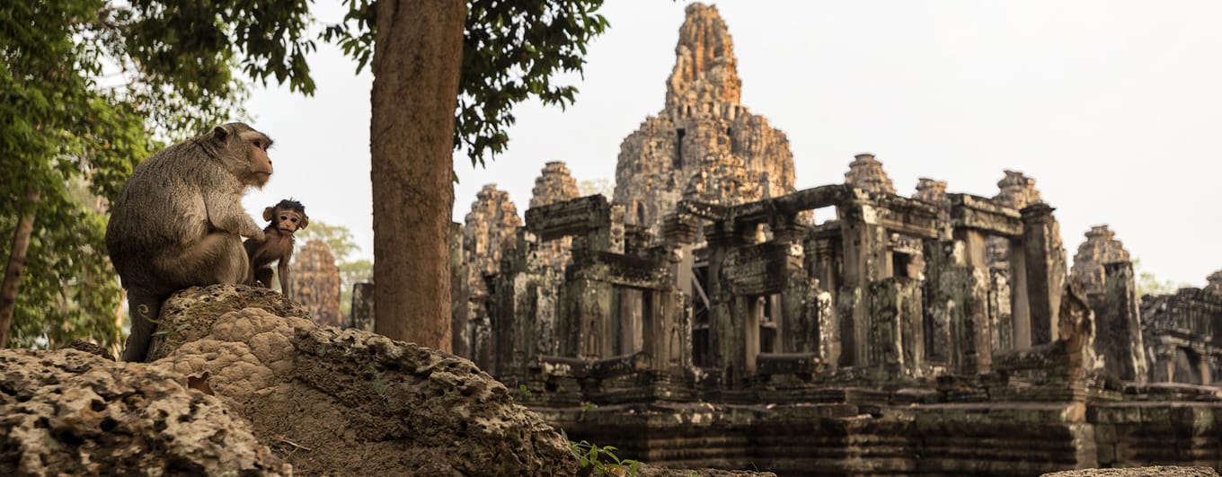 Cambodia, Ang Kor Wat, Monkeys