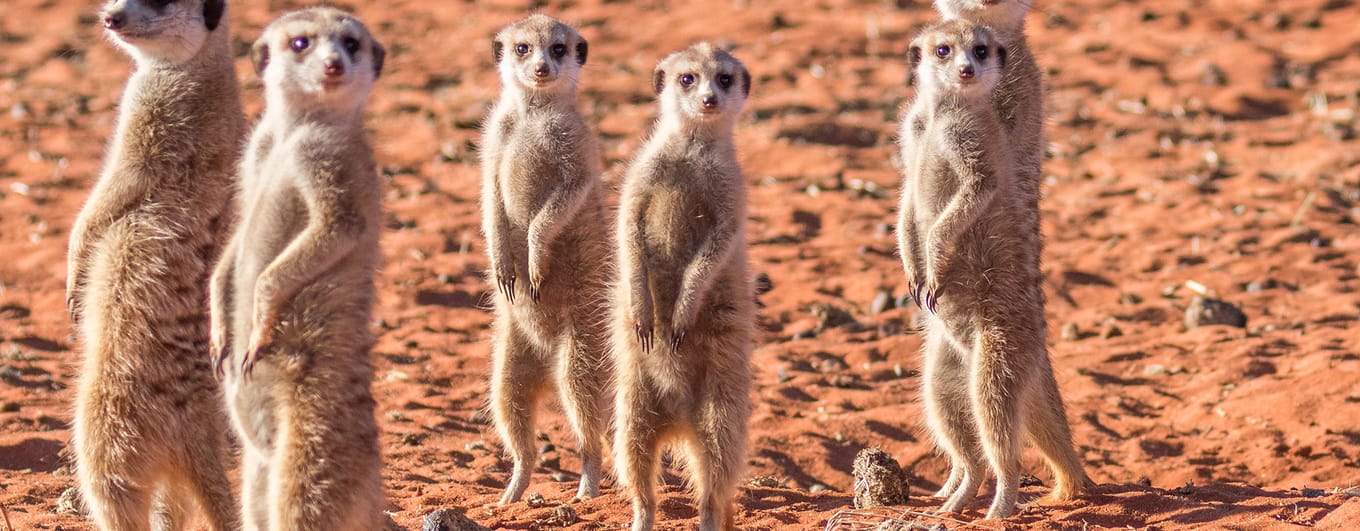 Meerkat family, Kalahari desert, Namibia.