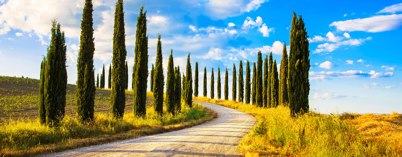 Italian cypress trees rows and a white road rural landscape. Siena, Tuscany, Italy, Europe.