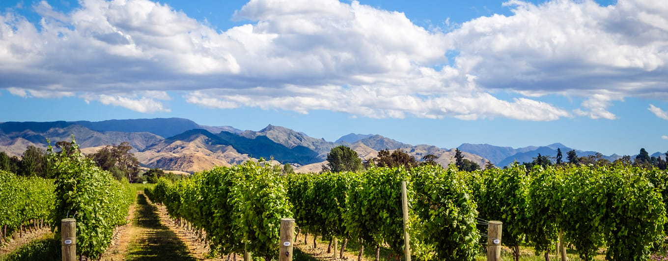 Landscape view of vineyard in Marlborough wine country, South island, New Zealand