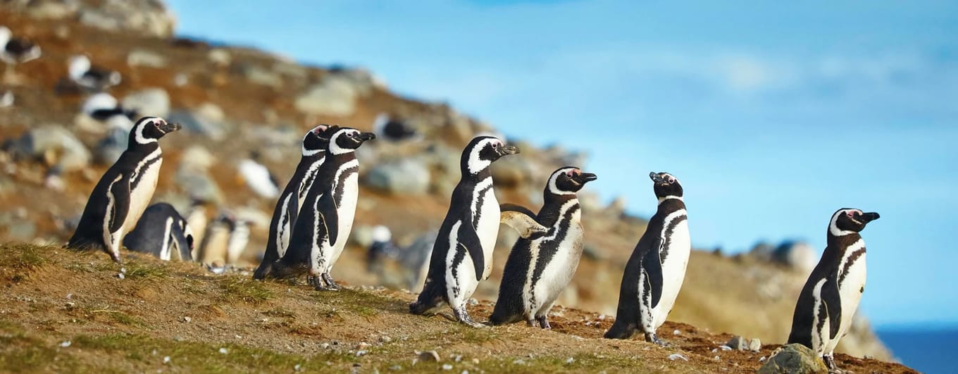 Many Magellanic penguins