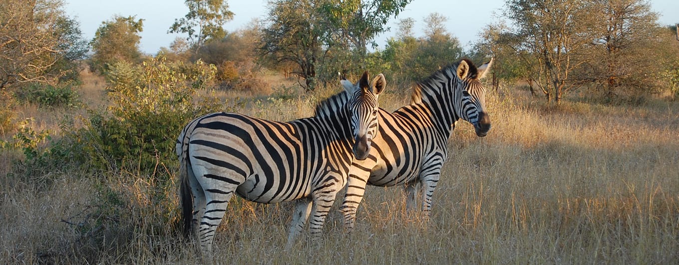 South Africa_Kruger National Park