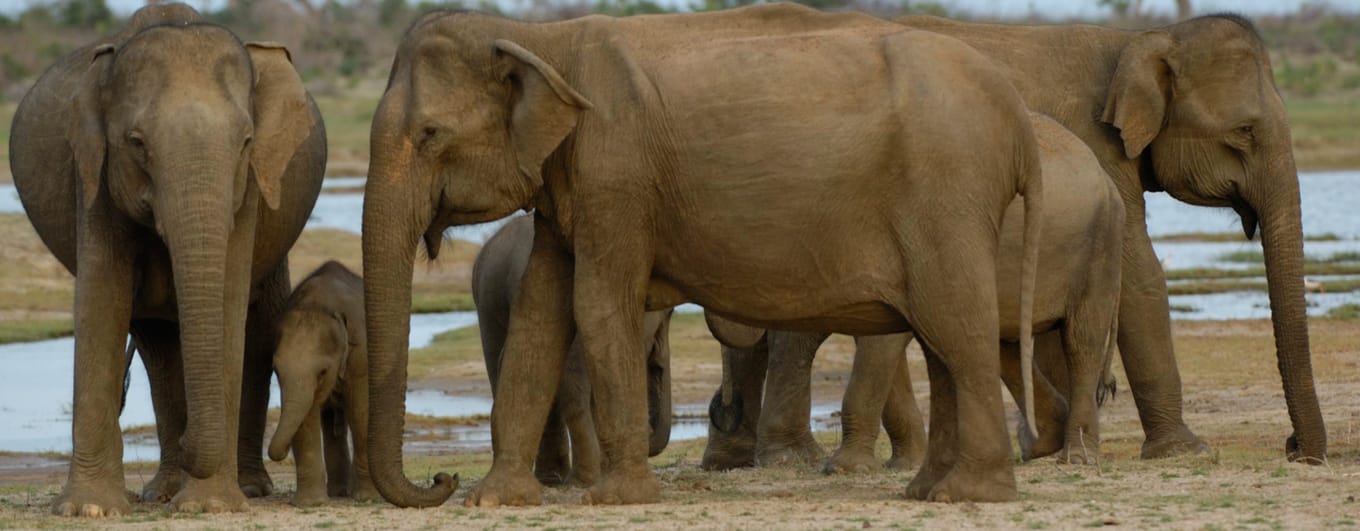 Kulu Safaris_Herd of Elephants