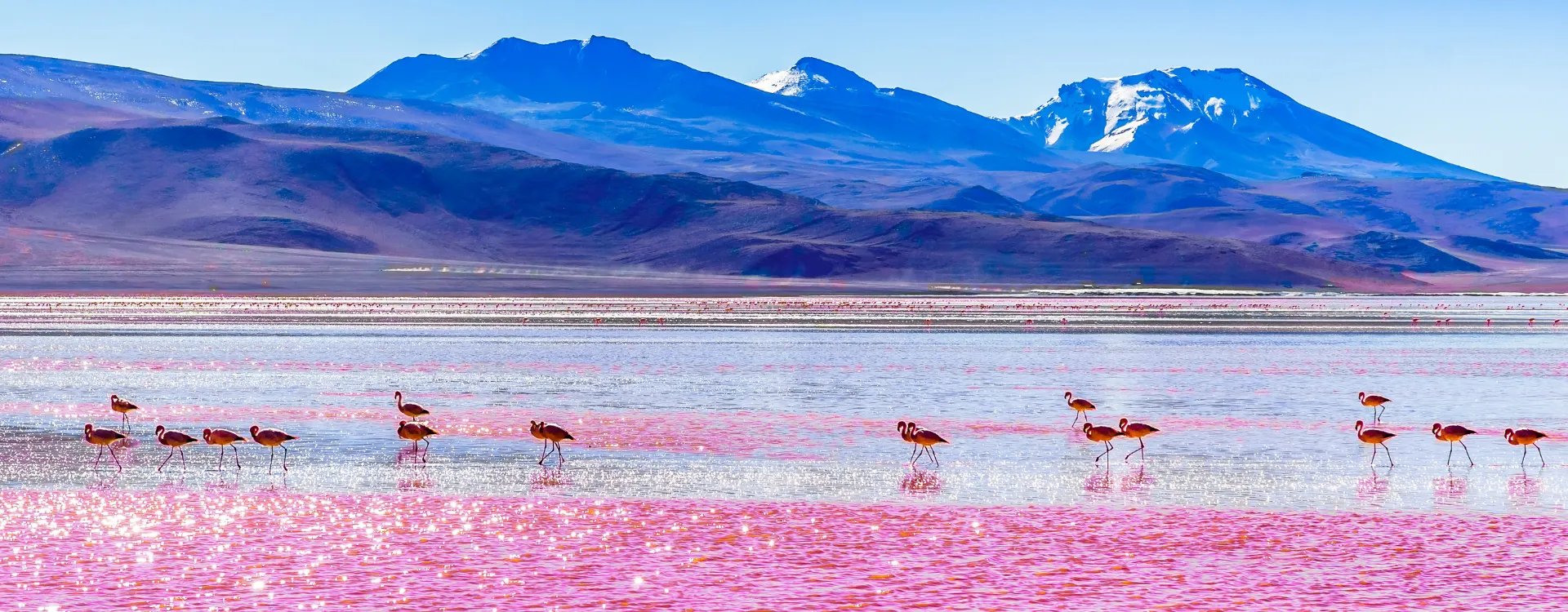 Flamingos at Laguna Colorada in Bolivia