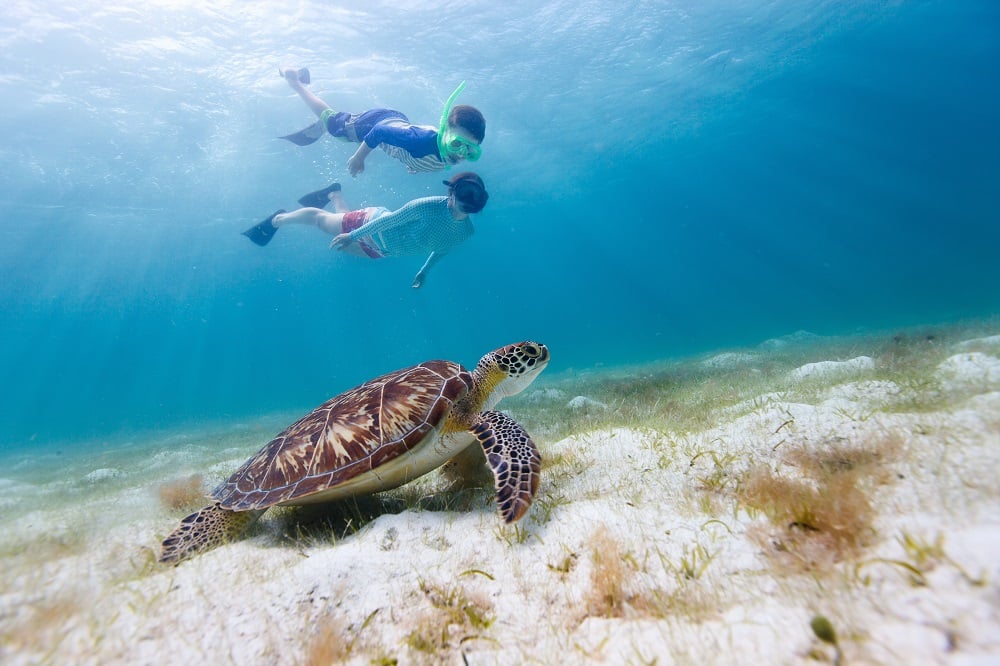 diving with turtles