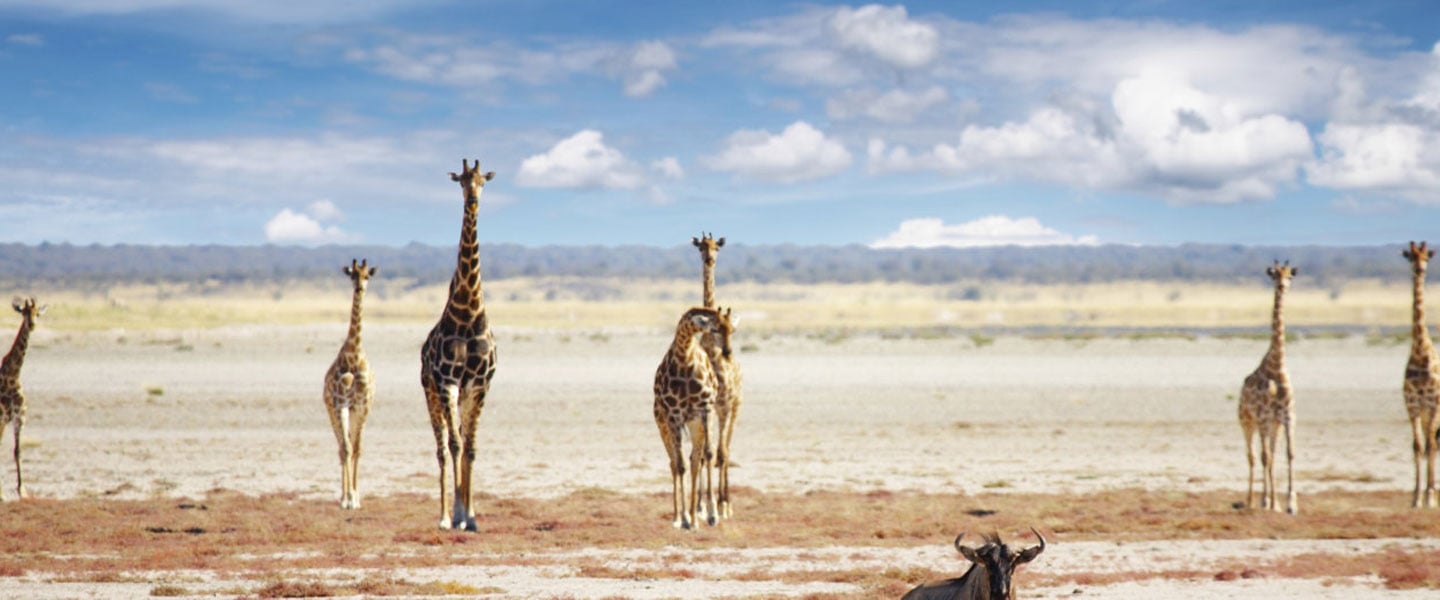 Driving a rolls-royce along the skeleton coast