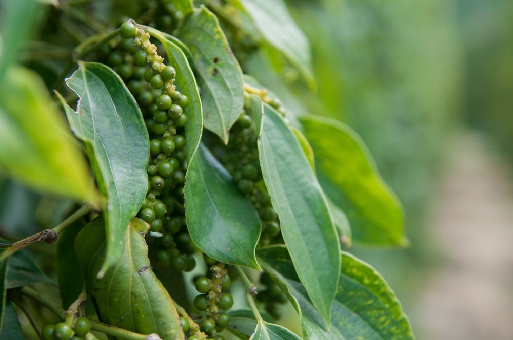 kampot pepper farm