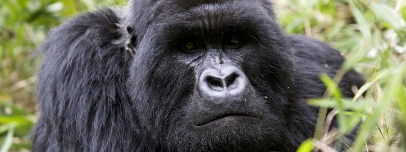 MEETING MOUNTAIN GORILLAS