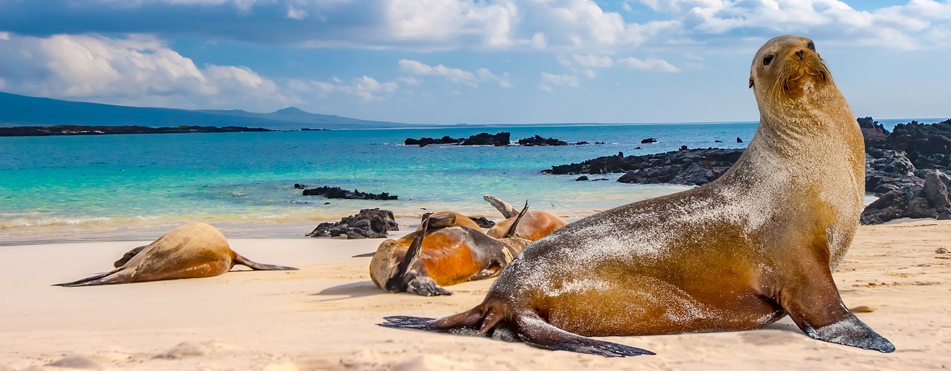 Seal Galapagos