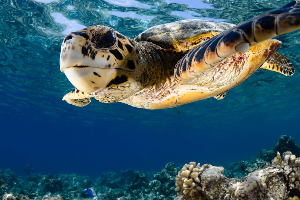 turtle maldives