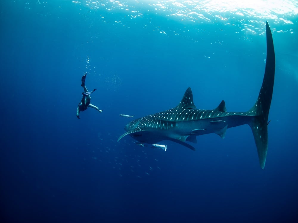 whale shark madagascar editorial only